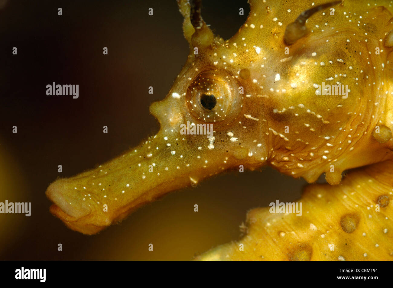 Long-snouted Seahorse, Hippocampus guttulatus, Piran, Adriatic Sea, Slovenia Stock Photo