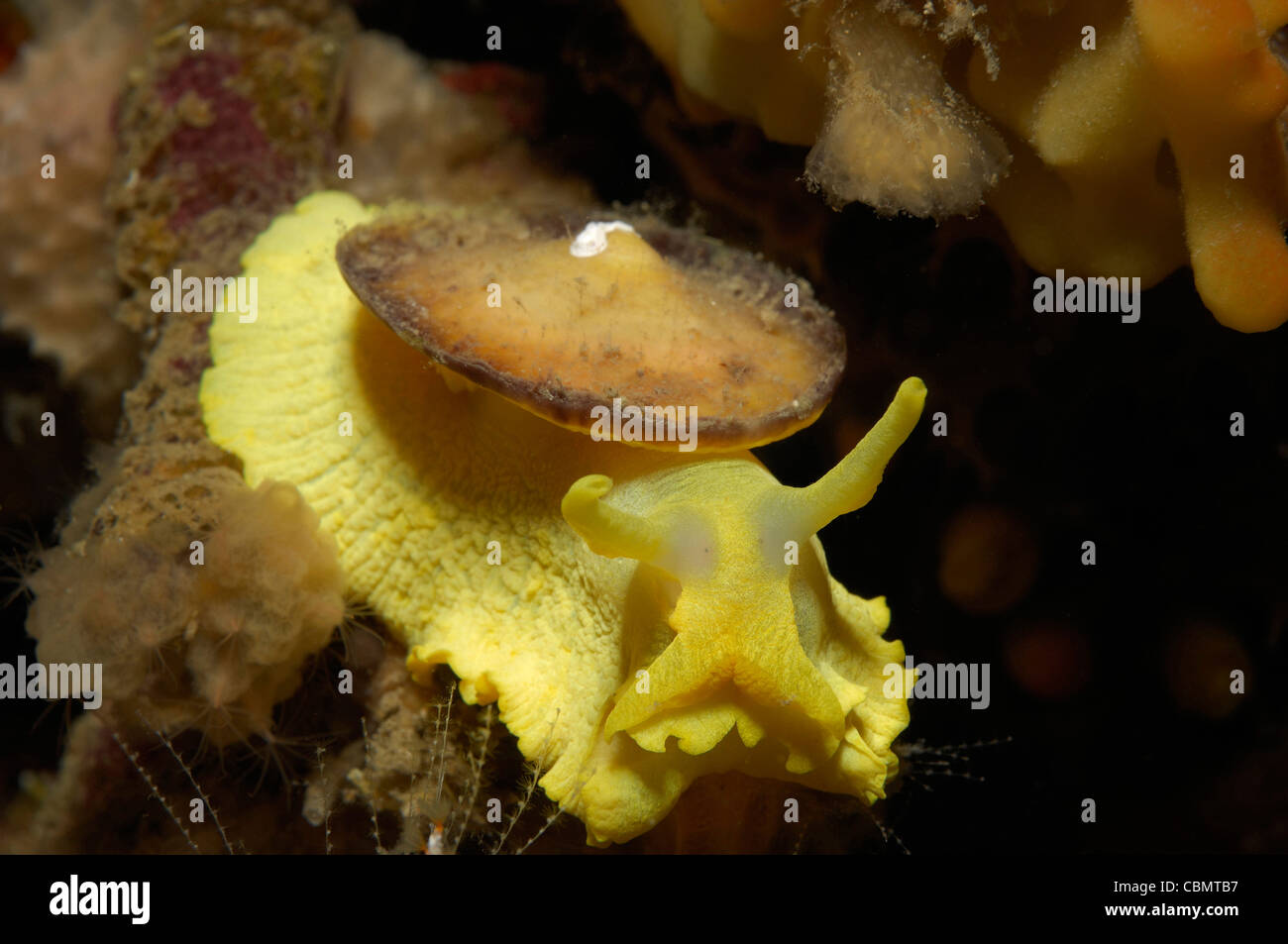 Mediterranean Sea Slug, Tylodina perversa, Korcula Island, Adriatic Sea, Croatia Stock Photo