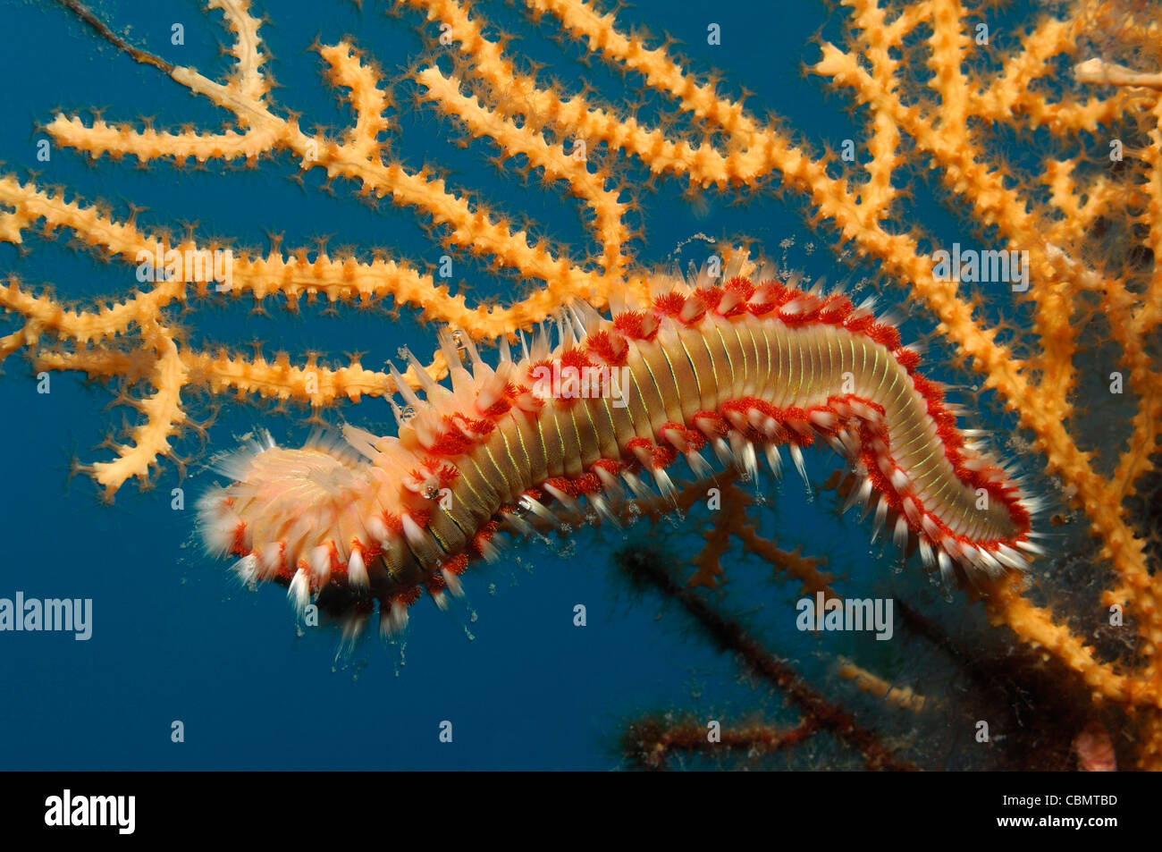 Fire Bristle Worm on Coral, Hermodice carunculata, Korcula Island, Adriatic Sea, Croatia Stock Photo