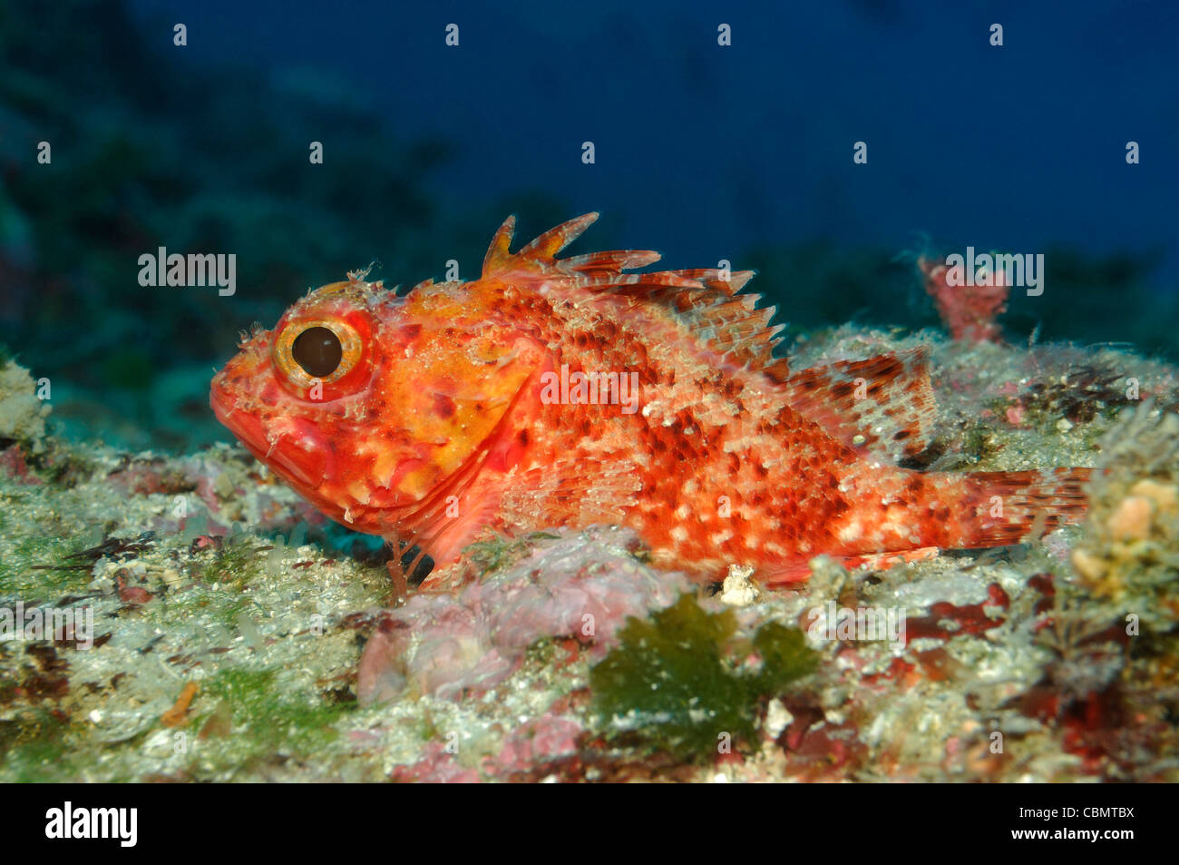 Small Rockfish, Scorpaena notata, Korcula Island, Adriatic Sea, Croatia Stock Photo