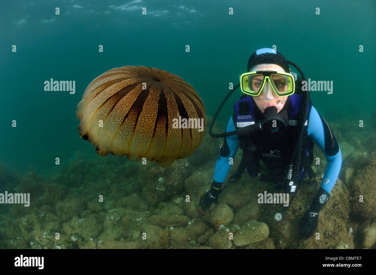 Scuba Diver and Jellyfish, Scyphozoa, Piran, Adriatic Sea, Slovenia Stock Photo
