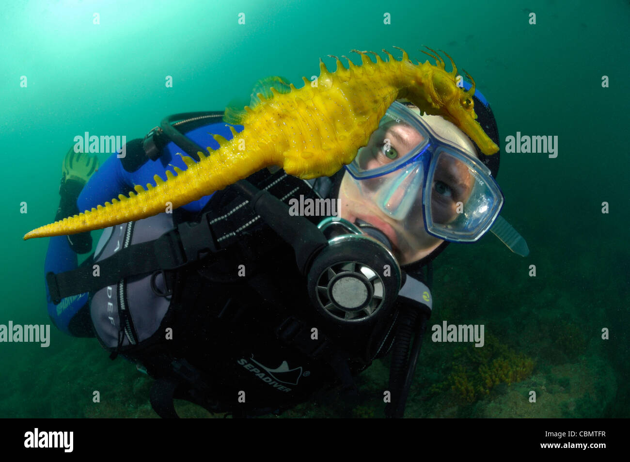 Long-snouted Seahorse and Diver, Hippocampus guttulatus, Piran, Adriatic Sea, Slovenia Stock Photo