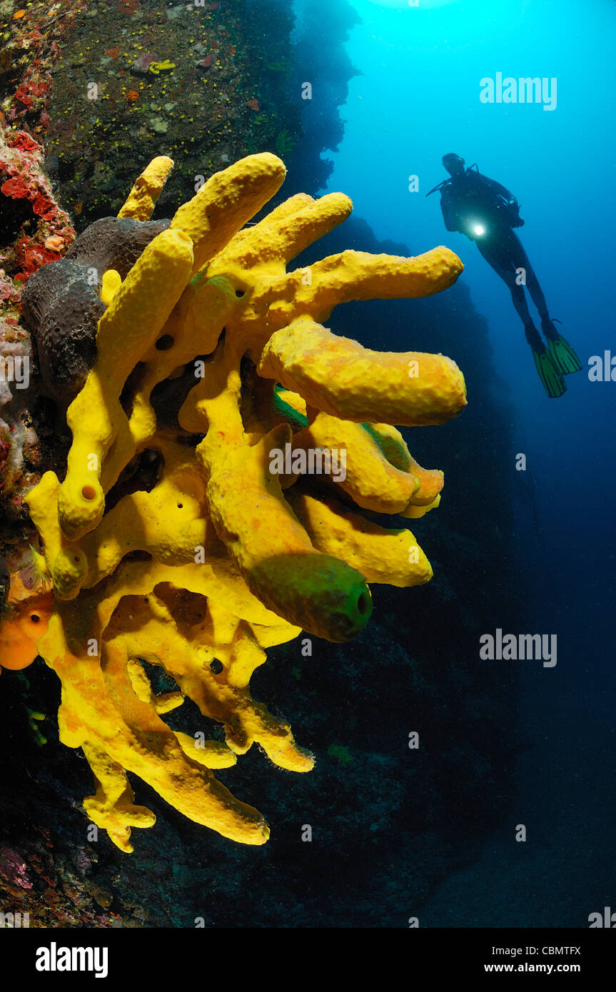 Scuba Diver and Golden Tube Sponge, Verongia aerophoba, Pag Island, Adriatic Sea, Croatia Stock Photo