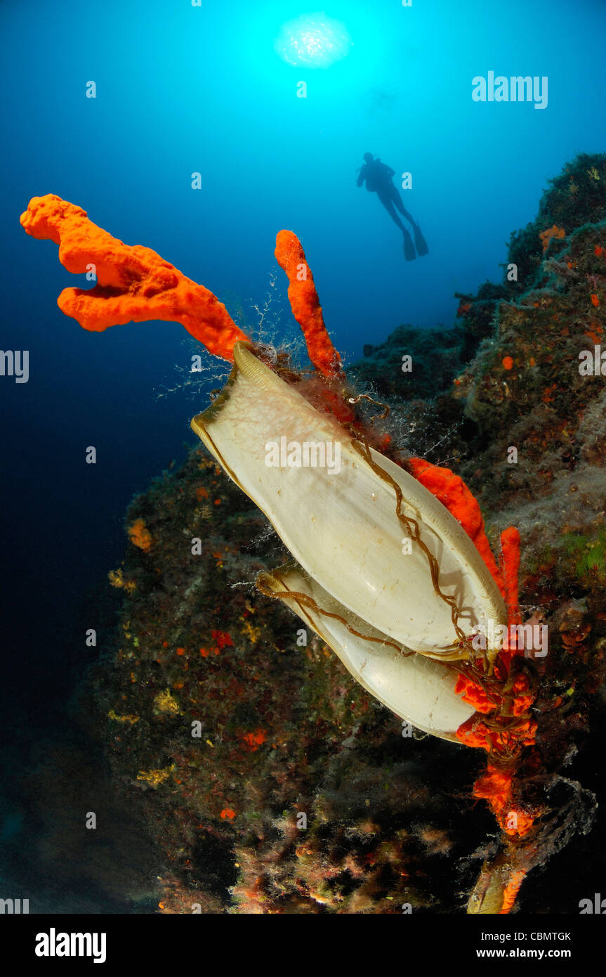 Egg of Cat shark attached on Sponge, Scyliorhinus spec., Pag Island, Adriatic Sea, Croatia Stock Photo