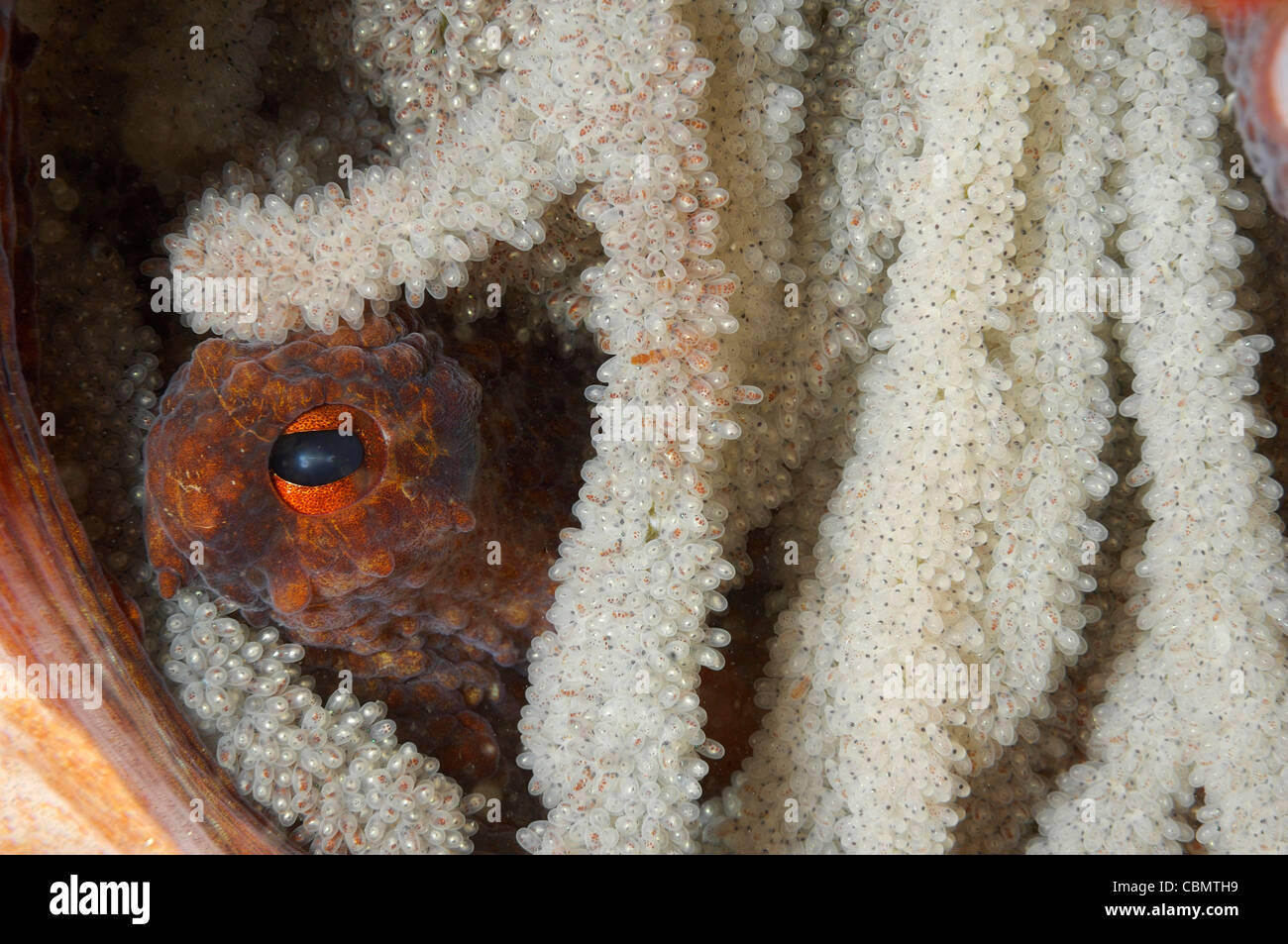 Octopus with Eggs, Octopus vulgaris, Pag Island, Adriatic Sea, Croatia
