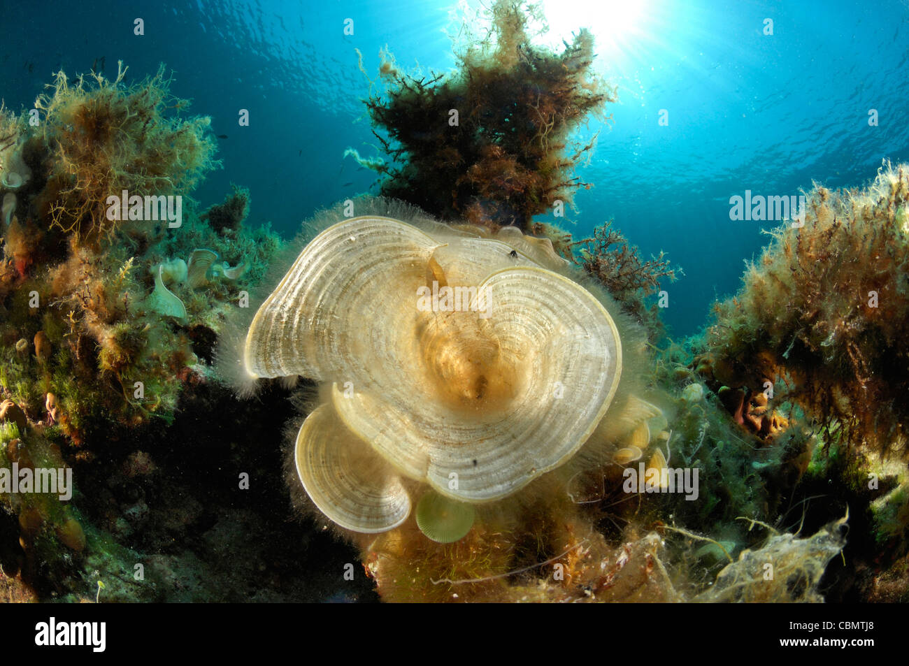 Peacocks Tail Algae, Padina pavonica, Pag Island, Adriatic Sea, Croatia Stock Photo