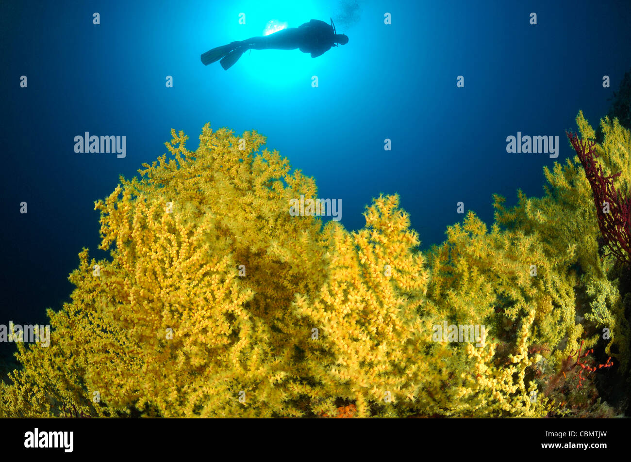 Mediterranean Black Coral, Gerardia savaglia, Pag Island, Adriatic Sea, Croatia Stock Photo