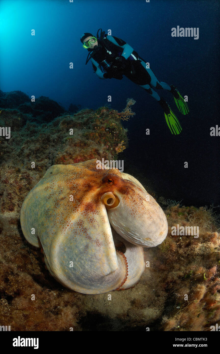 Octopus and Scuba Diver, Octopus vulgaris, Pag Island, Adriatic Sea, Croatia Stock Photo