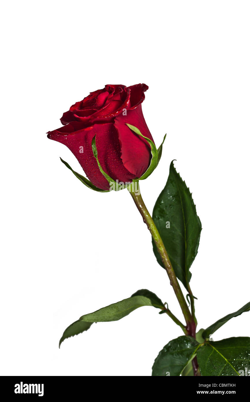 Rose flower photo hi-res stock photography and images - Alamy