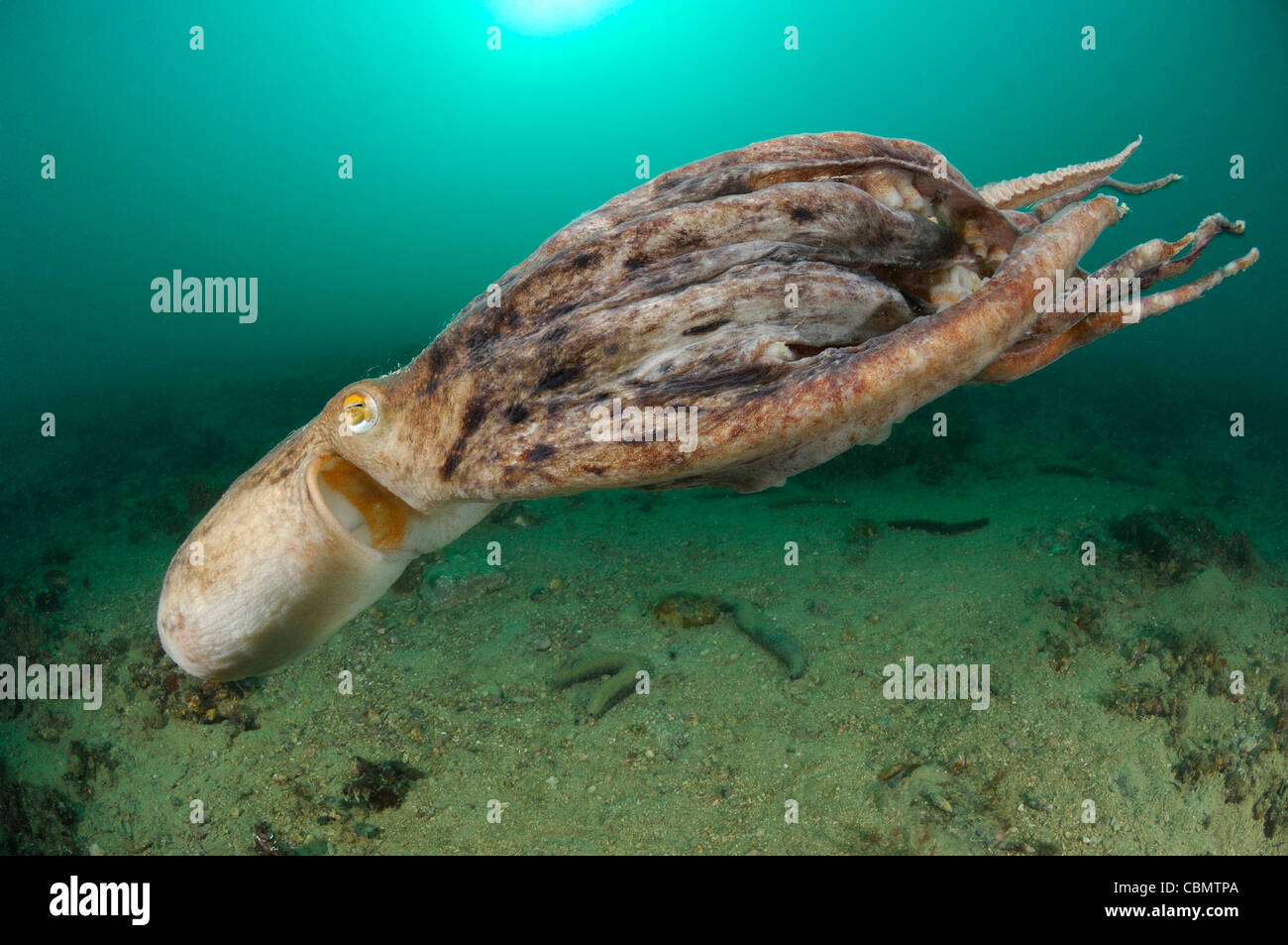Common Octopus, Octopus vulgaris, Piran, Adriatic Sea, Slovenia Stock
