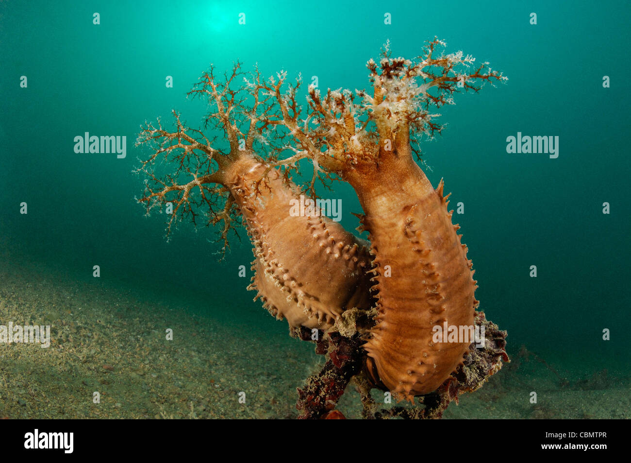 Plankton feeding Sea Cucumber, Cucumaria sp., Piran, Adriatic Sea, Slovenia Stock Photo