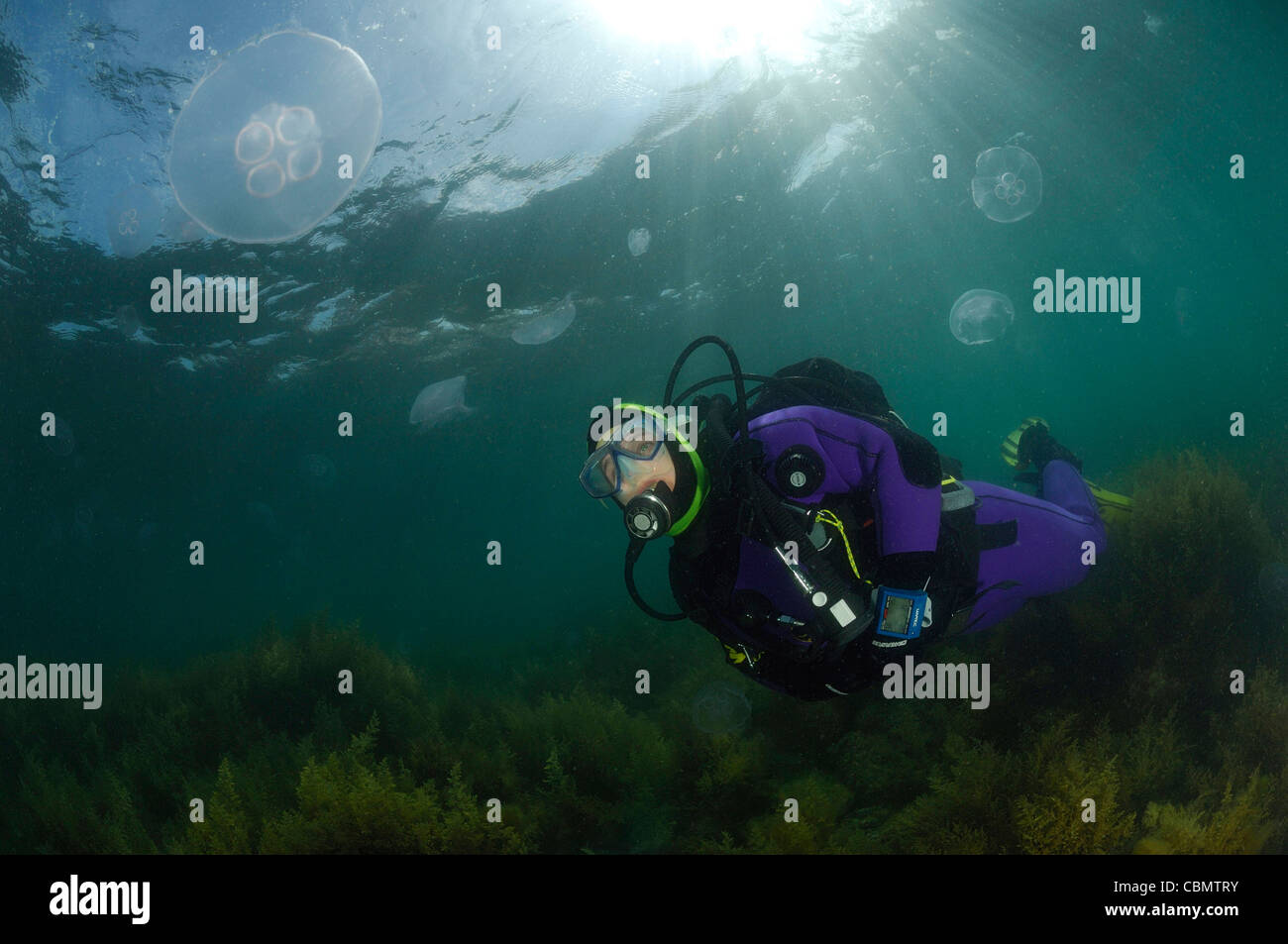 Scuba diver and Moon Jellyfish, Aurelia aurita, Piran, Adriatic Sea, Slovenia Stock Photo