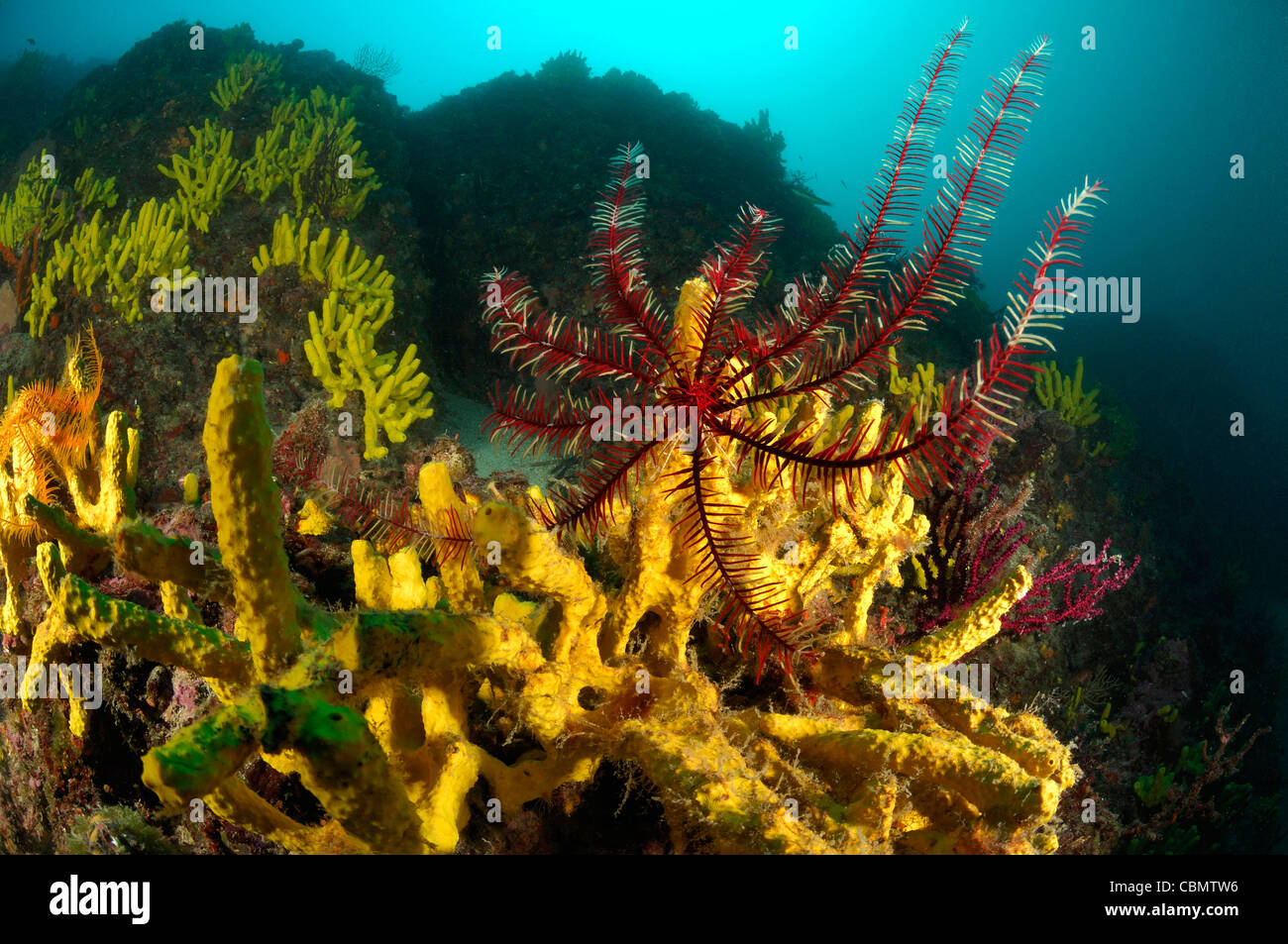 Red Mediterranean Crinoid on Golden Sponge, Antedon mediterranea, Verongia aerophoba, Cres Island, Adriatic Sea, Croatia Stock Photo
