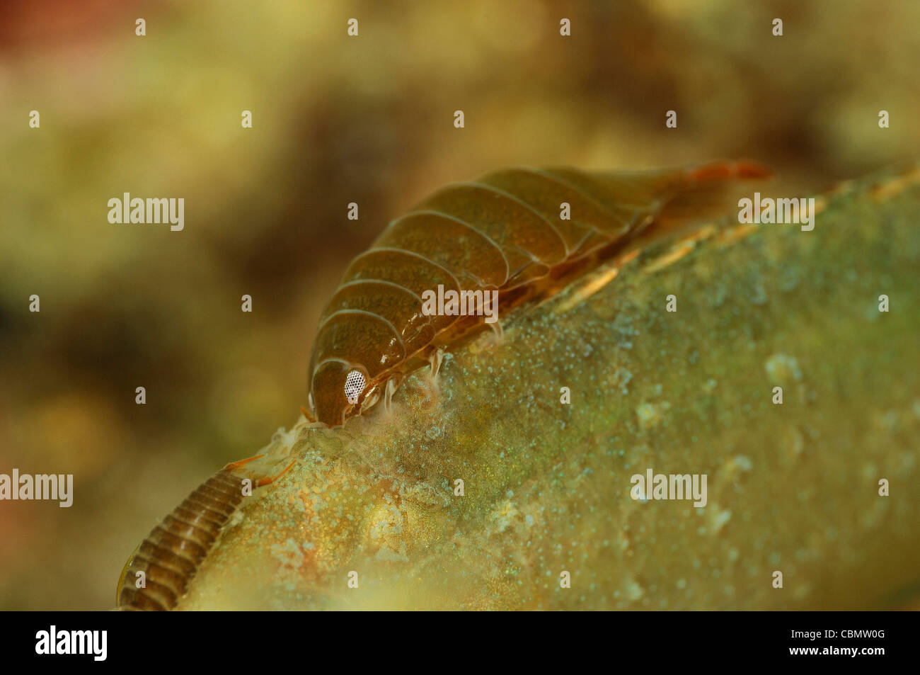 Isopod Parasit on Wrasse, Nerocila sp., Symphodus cinereus, Piran, Adriatic Sea, Slovenia Stock Photo
