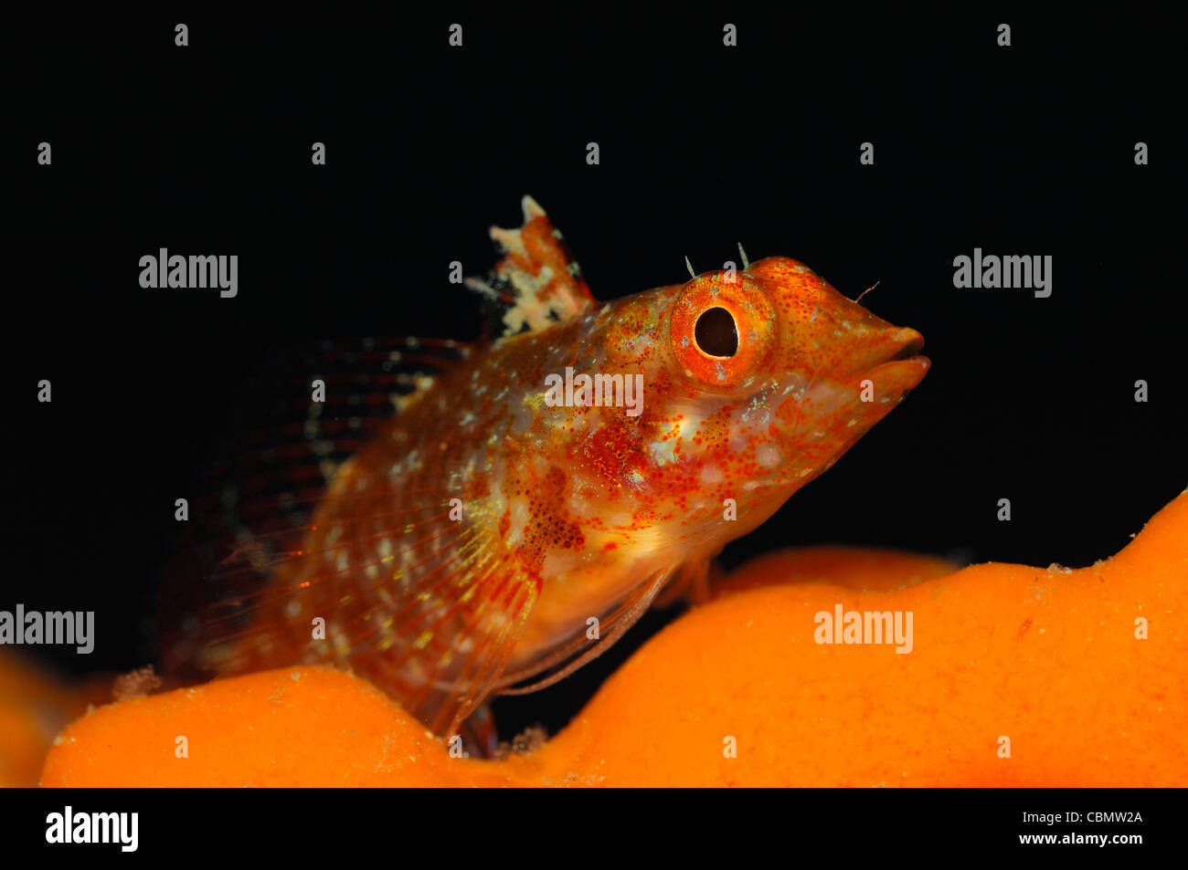 Yellow Triplefin Tripterygion Delaisi Cres Island Adriatic Sea Yellow Triplefin Tripterygion Delaisi Cres Island Adriatic Sea