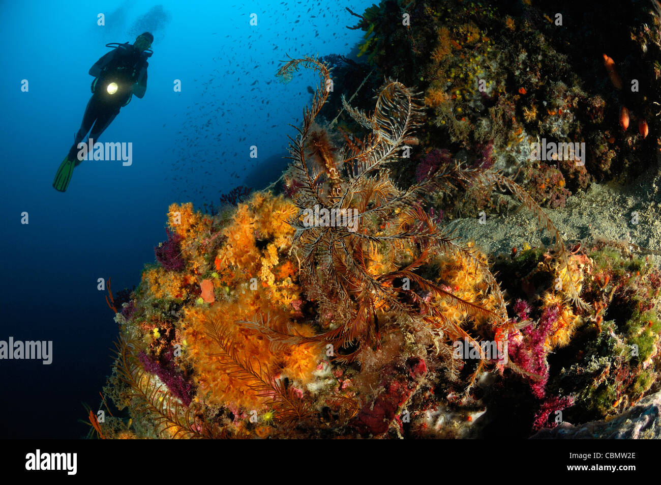 Scuba Diving in Mediterranean Sea, Cres Island, Adriatic Sea, Croatia Stock Photo