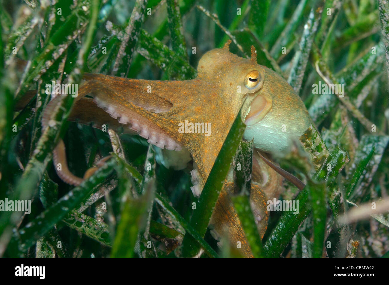 Common Octopus in Seaweed, Octopus vulgaris, Solta Island, Adriatic Sea, Croatia Stock Photo