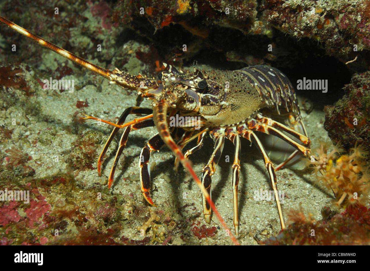 European Spiny Lobster, Palinurus elephas, Solta Island, Adriatic Sea, Croatia Stock Photo
