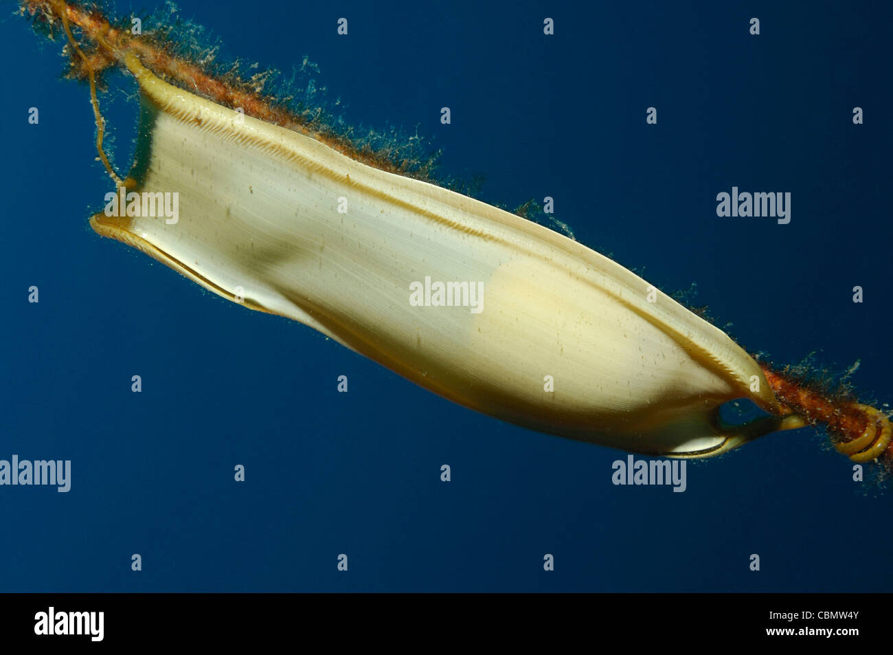 Egg of Cat shark attached on Sponge, Scyliorhinus spec., Solta Island, Adriatic Sea, Croatia Stock Photo