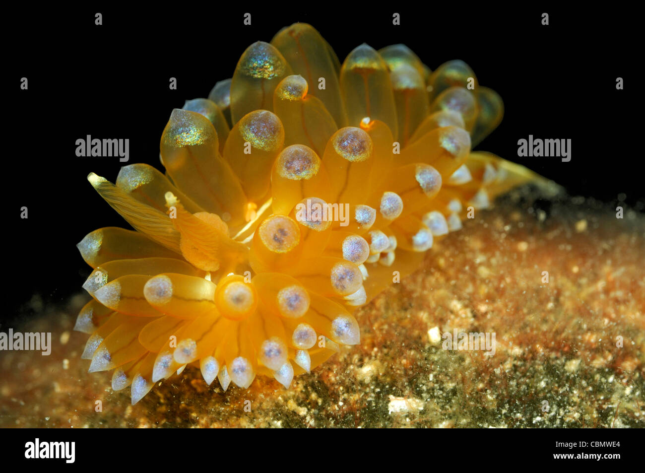 Janolus Sea Slug, Janolus cristatus, Korcula Island, Adriatic Sea, Croatia Stock Photo