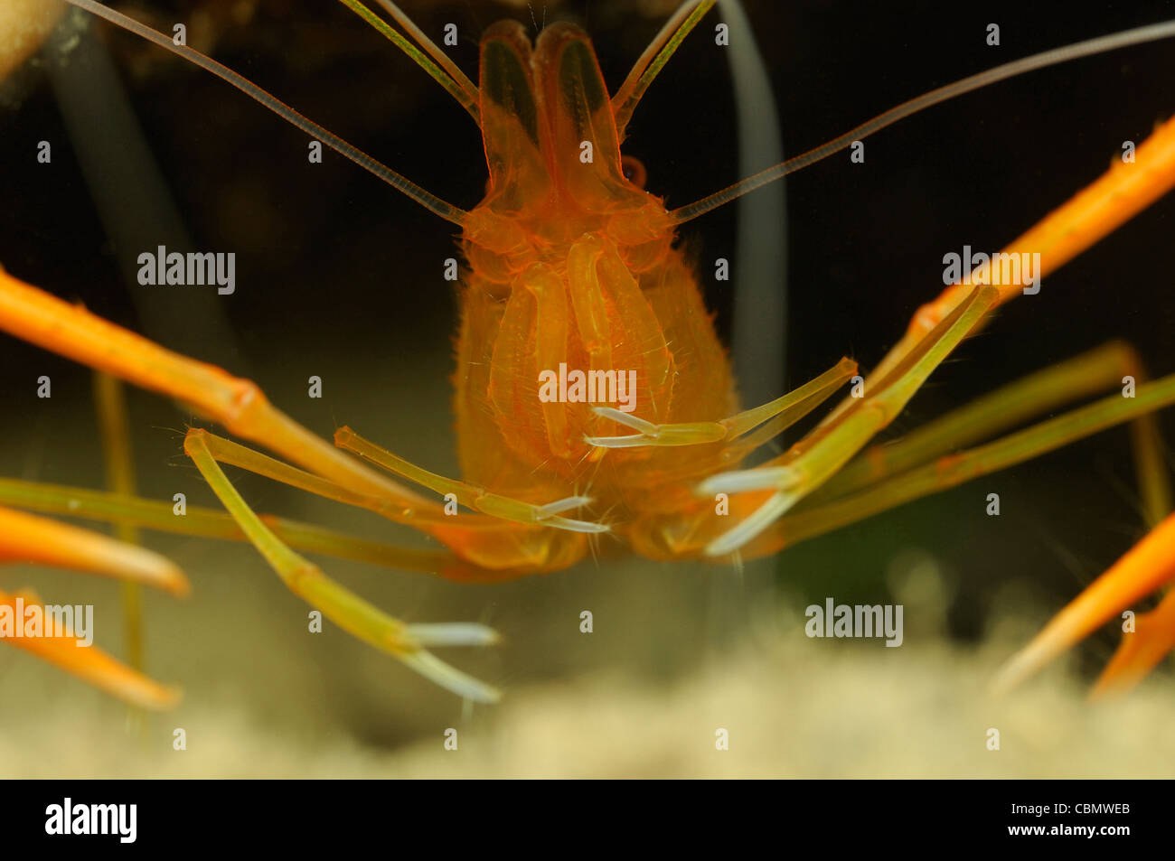 Mediterranean Orange Coral Shrimp, Stenopus spinosus, Korcula Island
