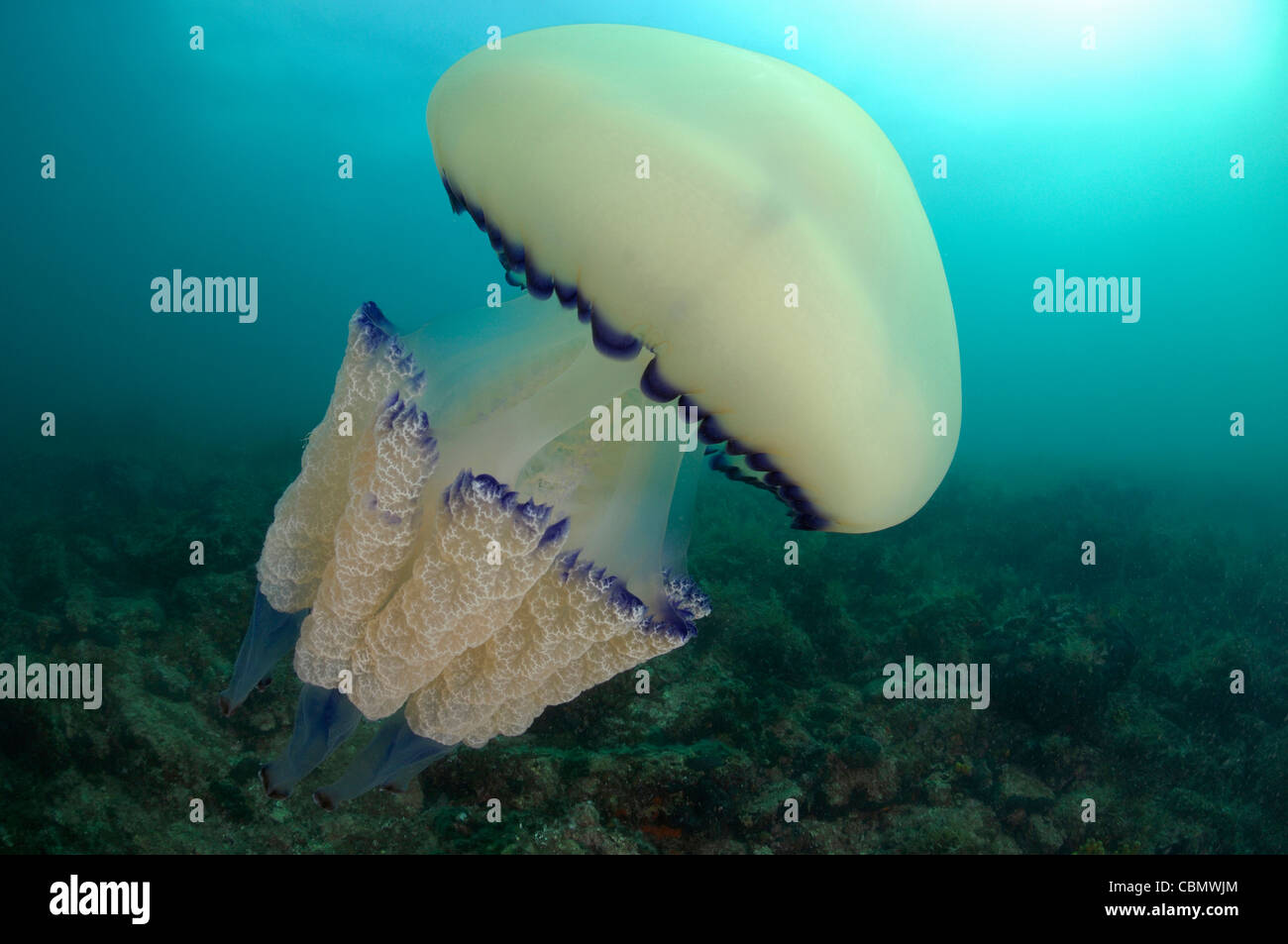 Barrel Jellyfish, Rhizostoma pulmo, Piran, Adriatic Sea, Slovenia Stock Photo