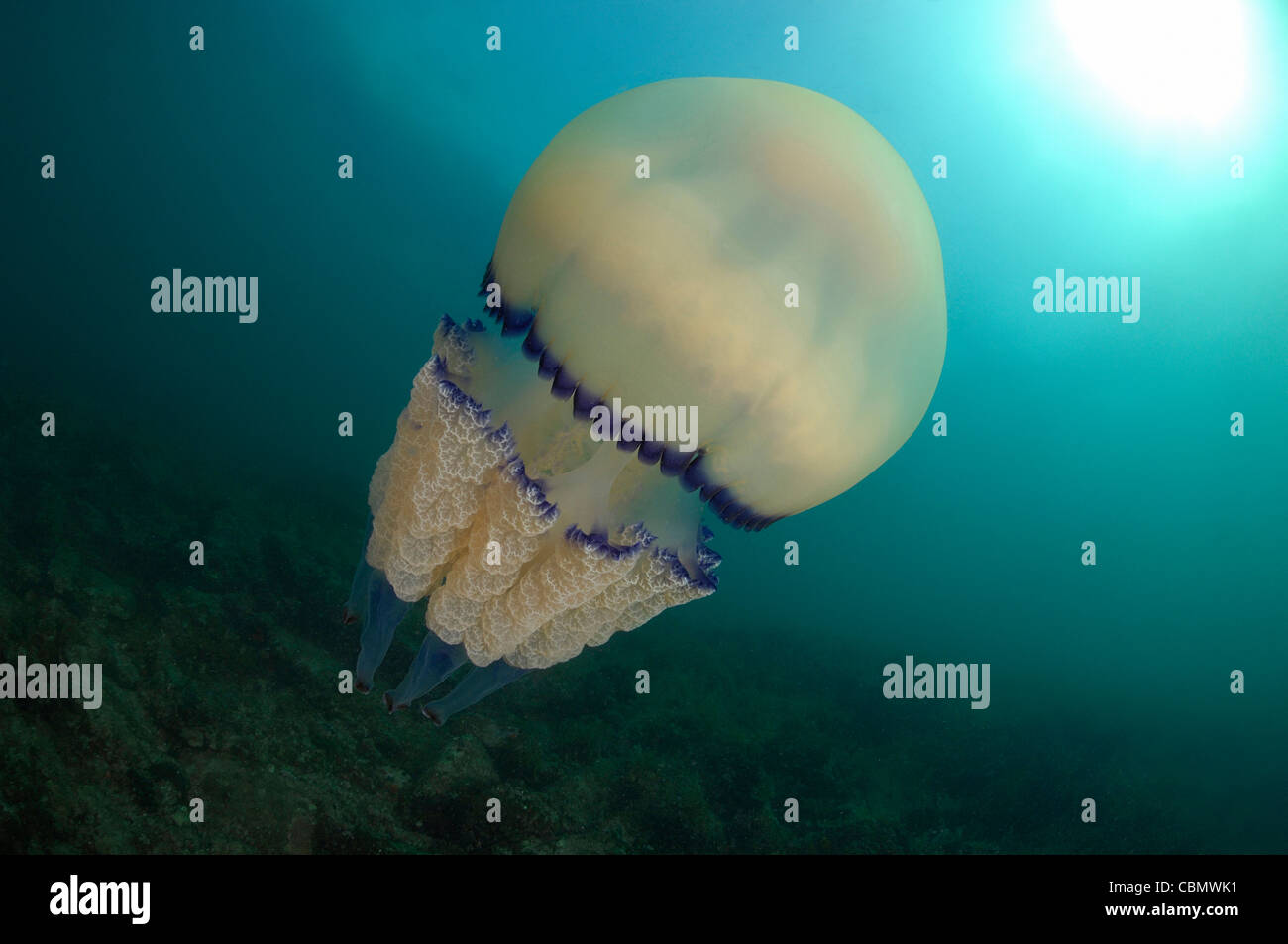 barrel-jellyfish-rhizostoma-pulmo-piran-adriatic-sea-slovenia-stock