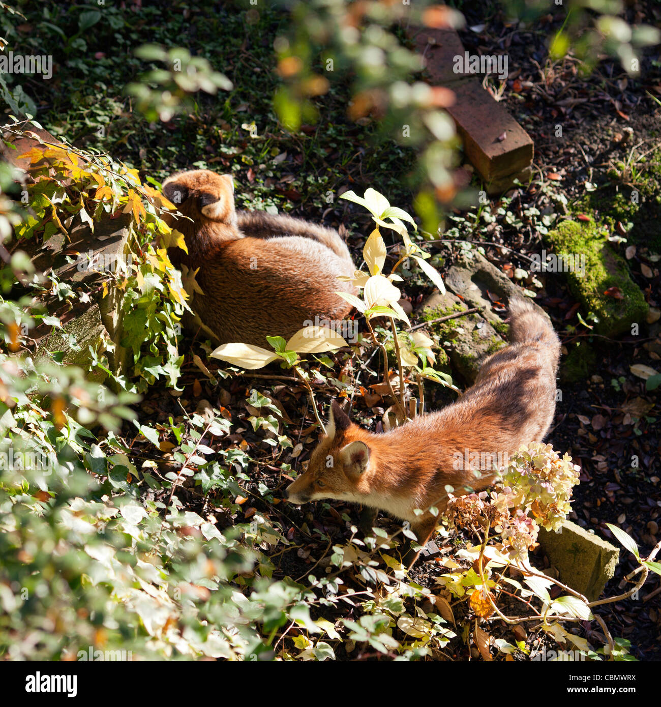 Red Foxes in Urban Garden Stock Photo