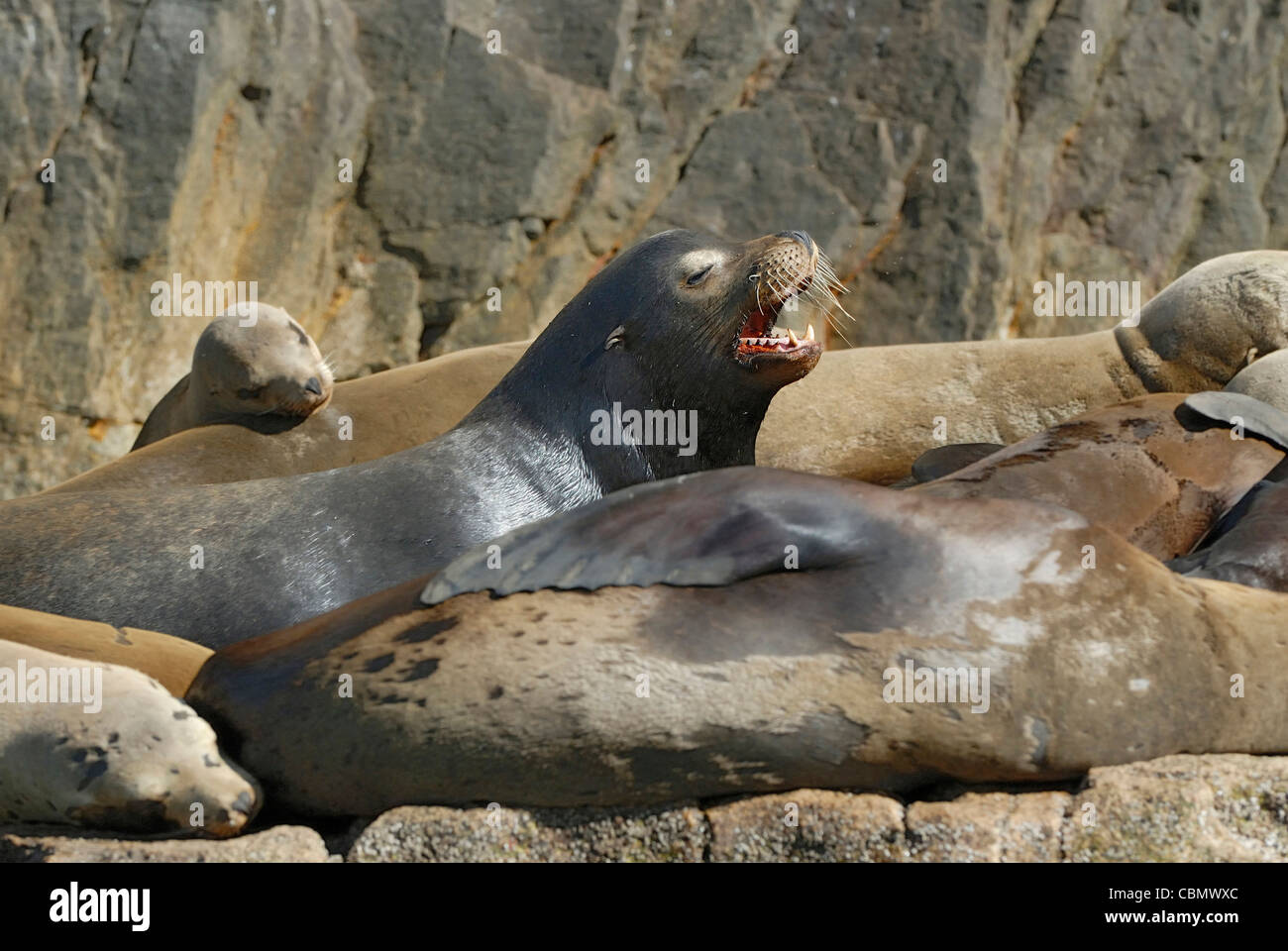 California Sea Lion, Zalophus californianus, Cabo San Lucas, Baja California, Mexico Stock Photo