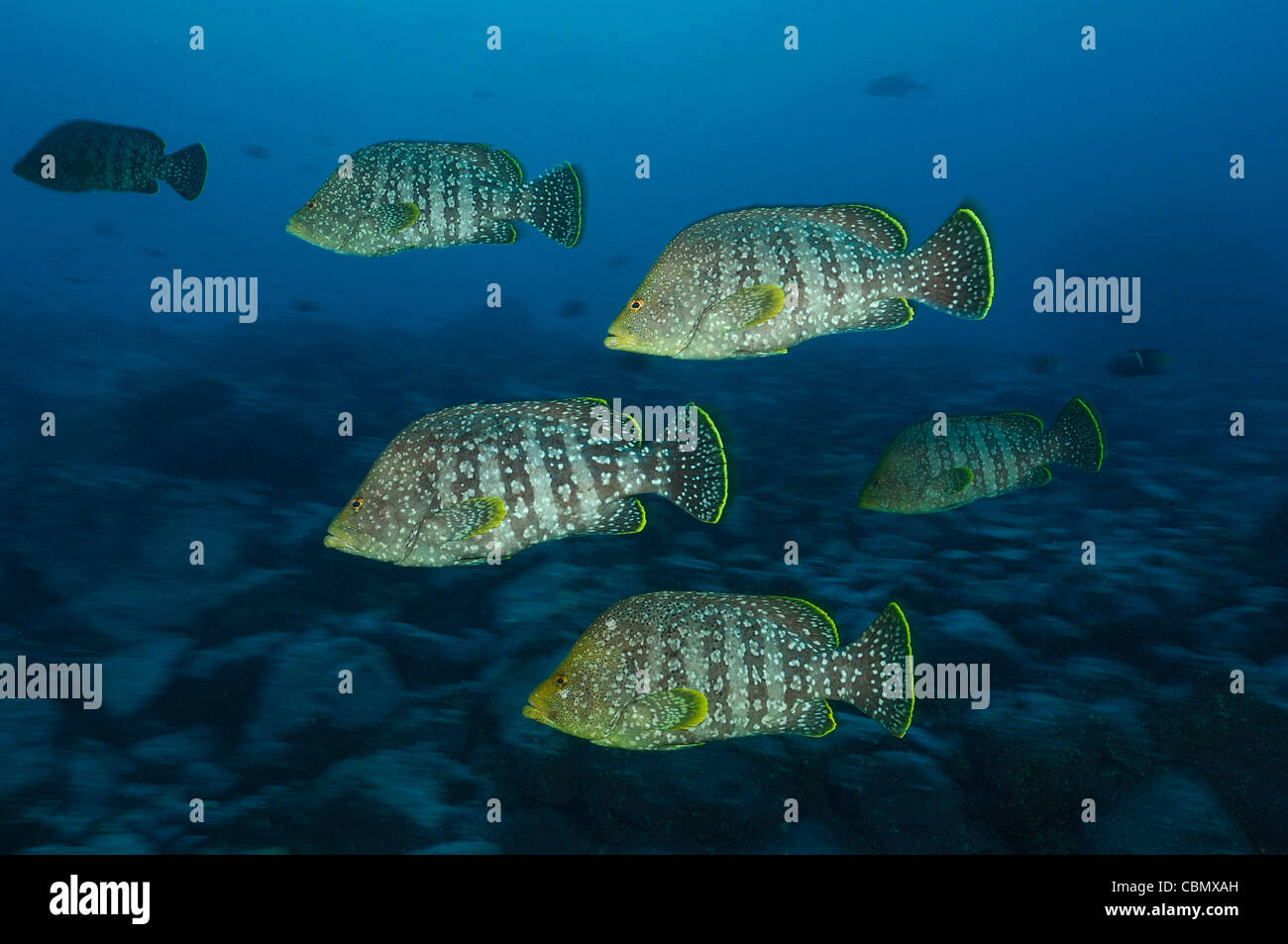 Group of Leather Bass, Dermatolepis dermatolepis, Banco Hannibal, East Pacific Ocean, Panama Stock Photo