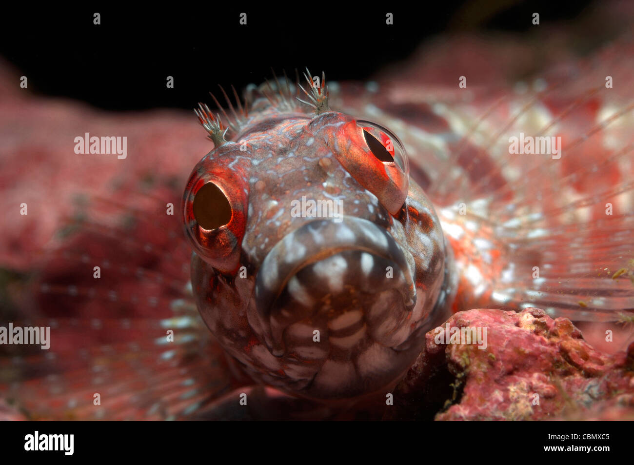 Potrait of Blenny, Blenniidae, Malpelo Island, Pacific Ocean, Colombia Stock Photo