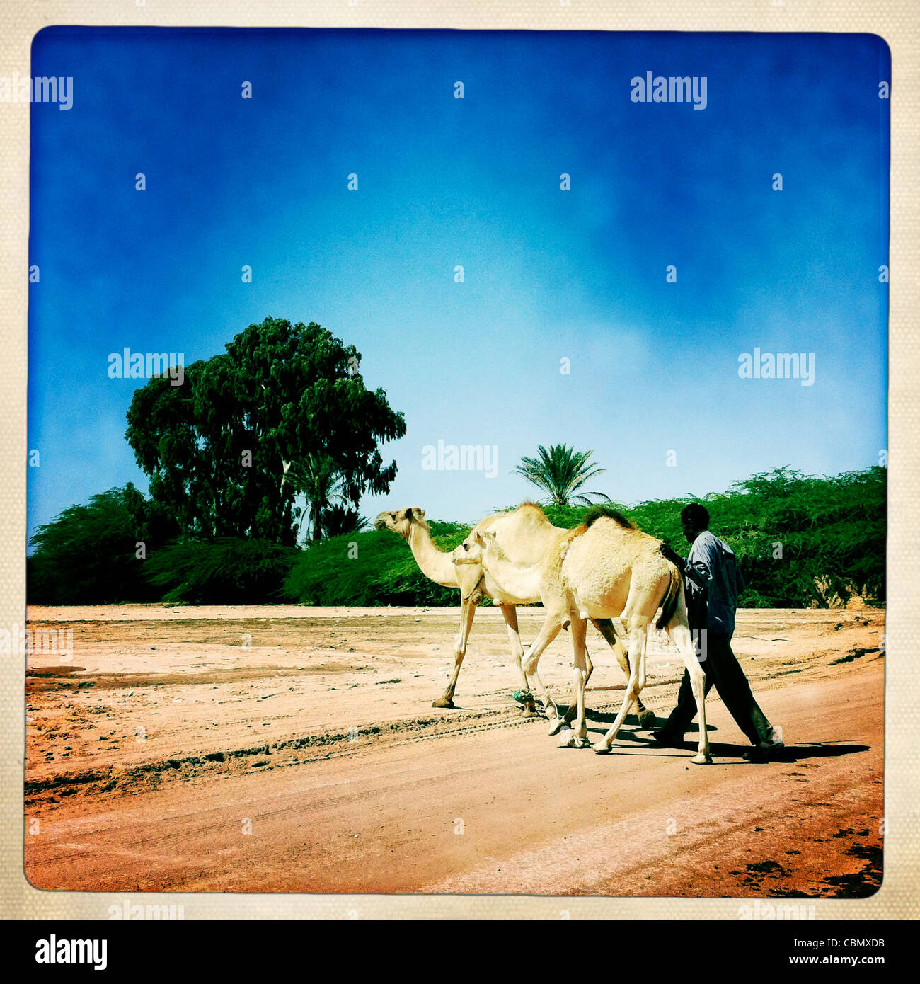 Mid Adult Man Driving Camels On The Trail Stock Photo
