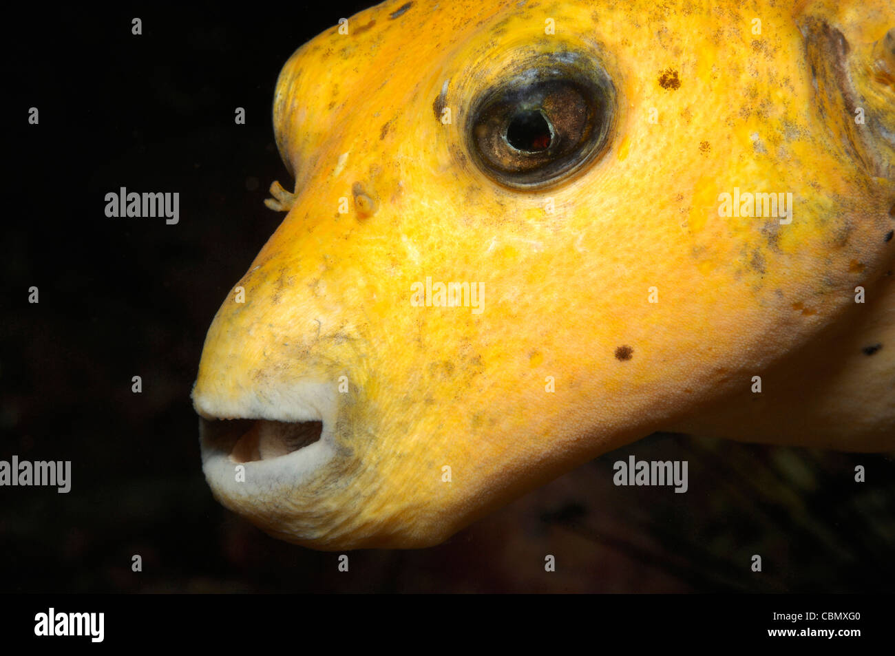 Portrait of Blackspotted Puffer, Arothron nigropunctatus, Malpelo Island, Pacific Ocean, Colombia Stock Photo