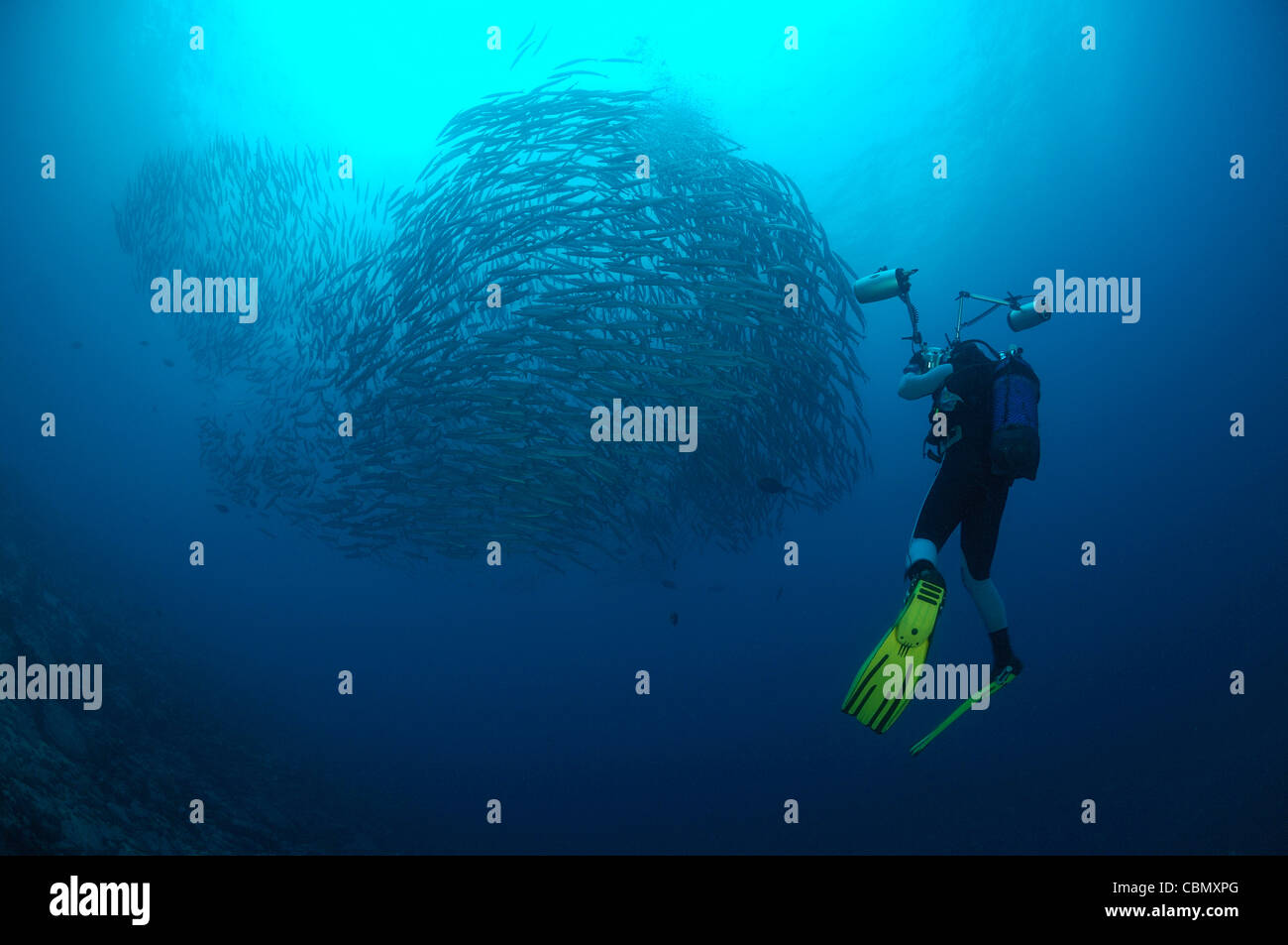 Scuba Diver photographing Schooling Pelican Barracudas, Sphyraena idiastes, Malpelo Island, Pacific Ocean, Colombia Stock Photo