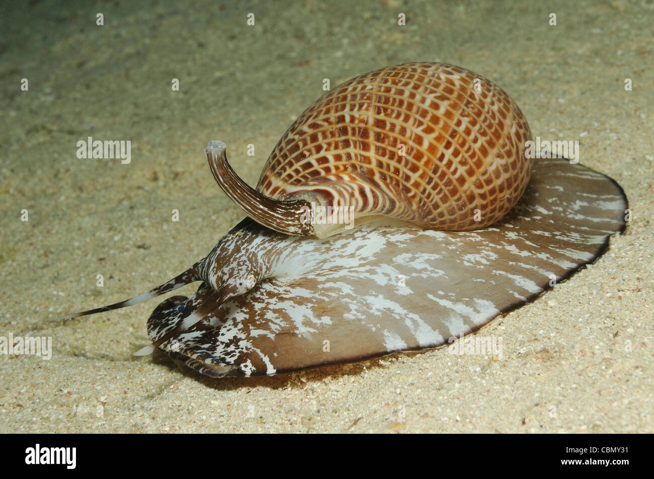 Partridge Tun Snail, Tonna perdix, Marsa Alam, Red Sea, Egypt Stock Photo