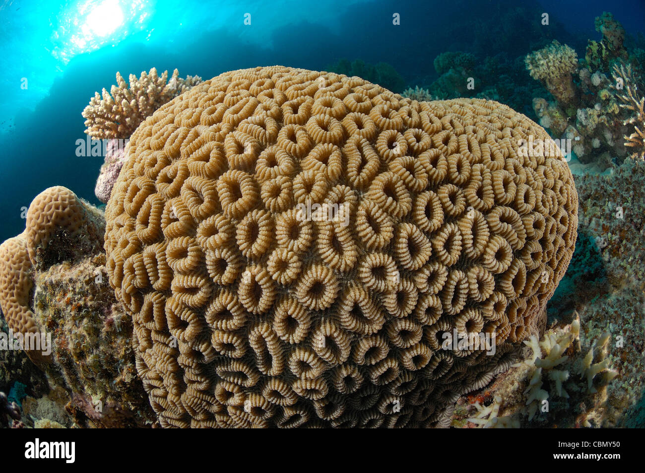 Heart-shaped Favia Coral, Favia favus, Marsa Alam, Red Sea, Egypt Stock Photo