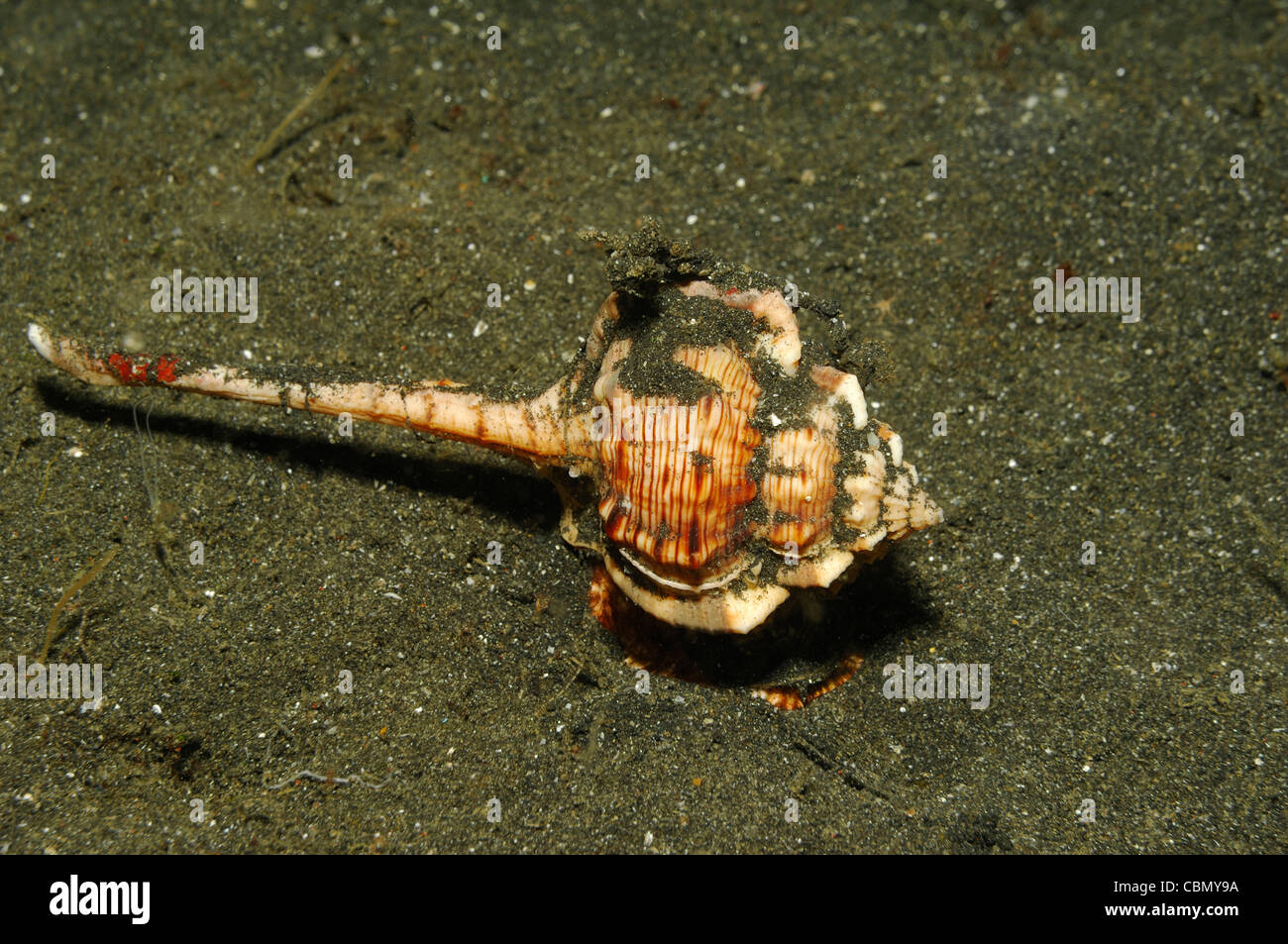 Murex Shell, Haustellum haustellum, Lembeh Strait, North Sulawesi, Indonesia Stock Photo