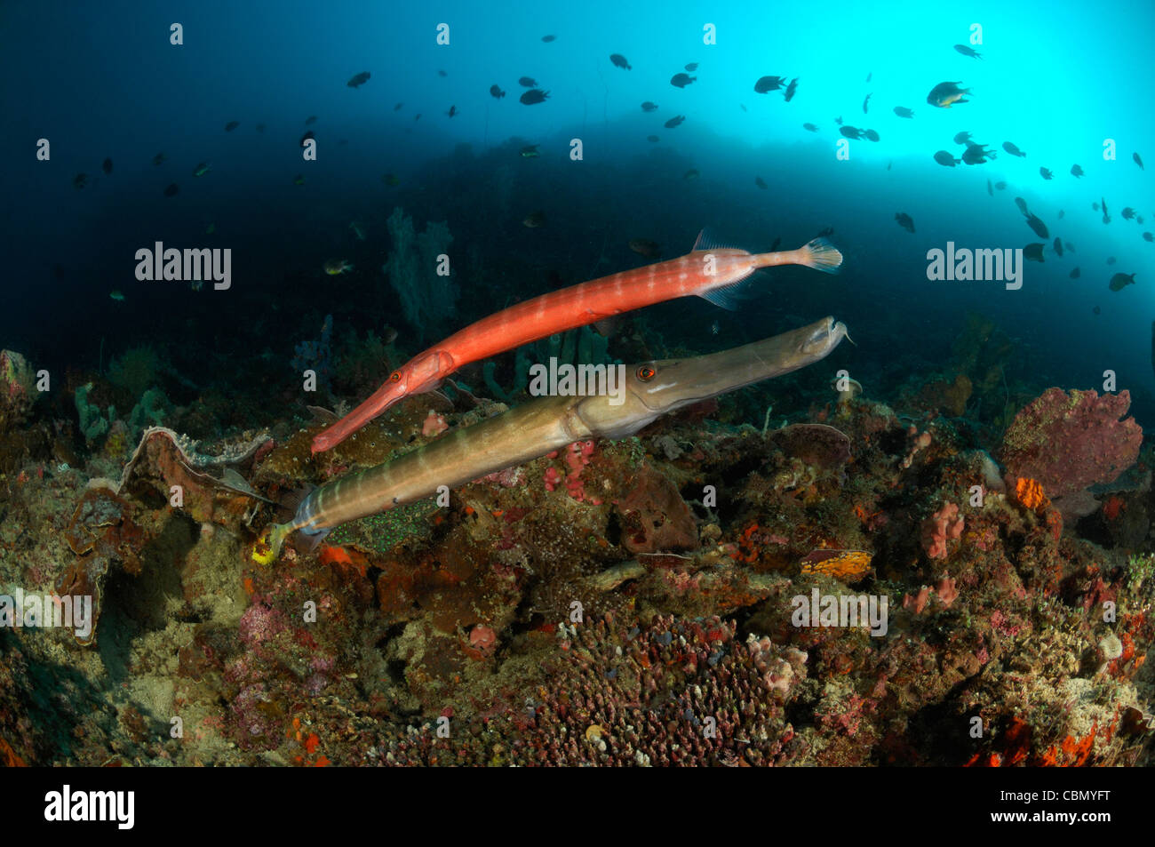 Trumpetfishes hi-res stock photography and images - Alamy