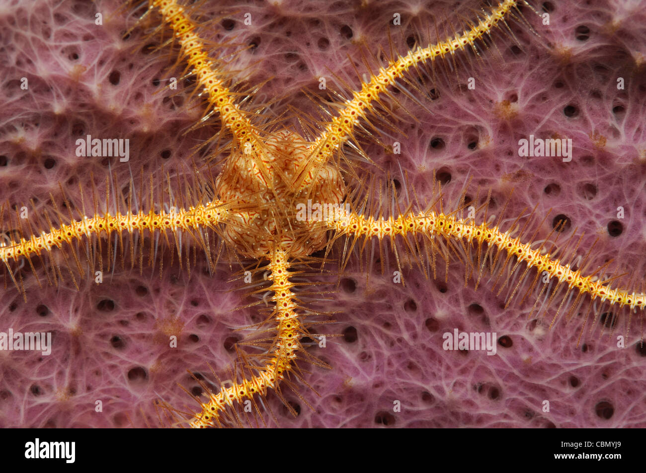 Brittle Star on pink Sponge, Ophiothrix sp., Lembeh Strait, North Sulawesi, Indonesia Stock Photo