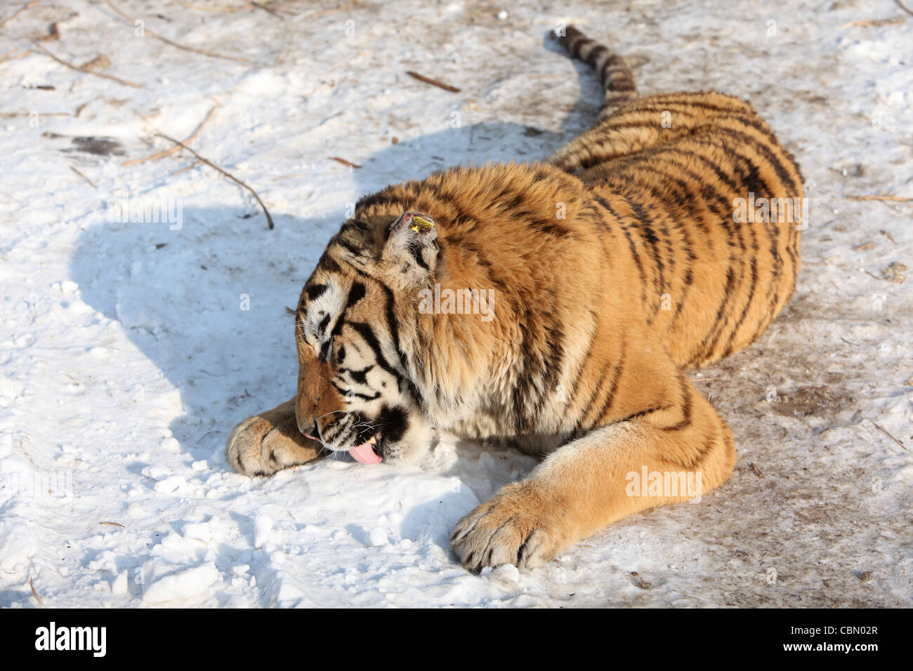 Siberian Tiger, Harbin, China Stock Photo