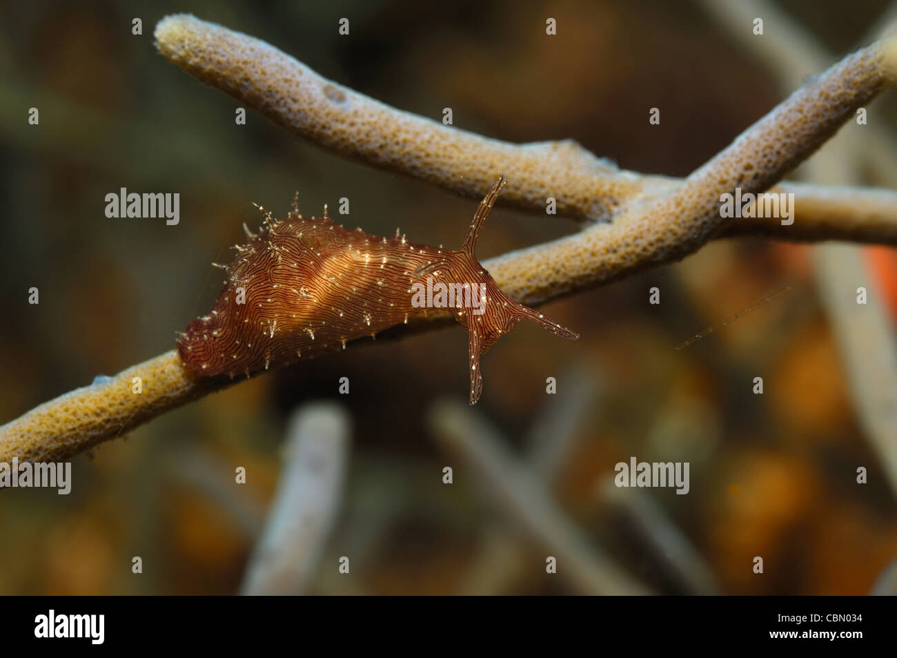 Sea Hare, Dolabella auricularia, Lembeh Strait, North Sulawesi, Indonesia Stock Photo