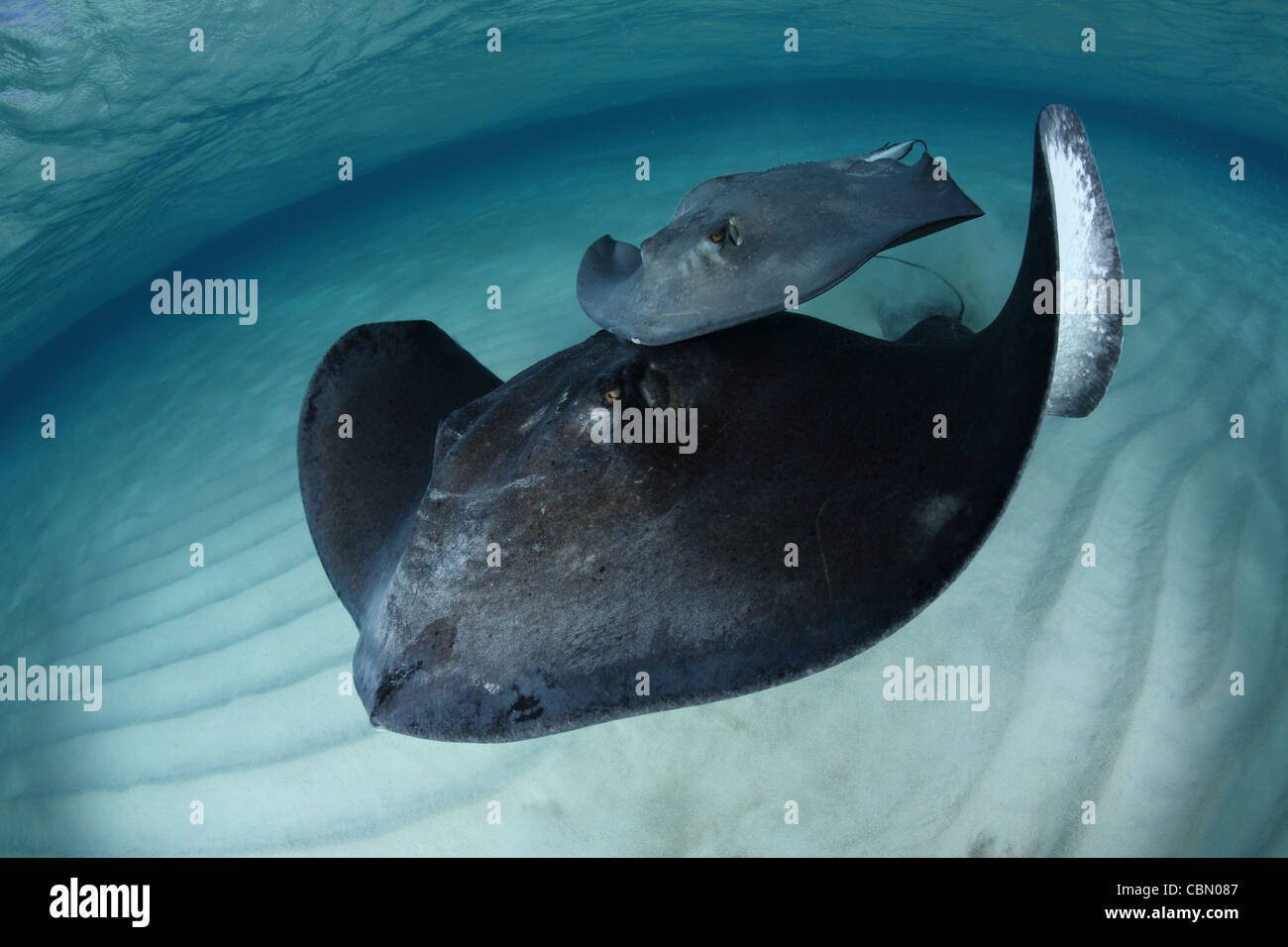 Southern Stingrays, Dasyatis americana, Sandbar, Grand Cayman, Cayman Islands Stock Photo
