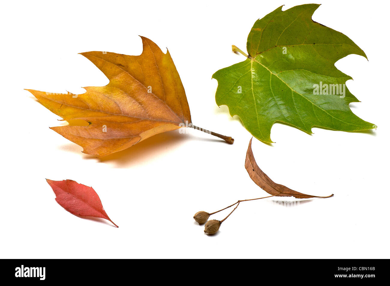 autumn leaves isolated on white Stock Photo - Alamy