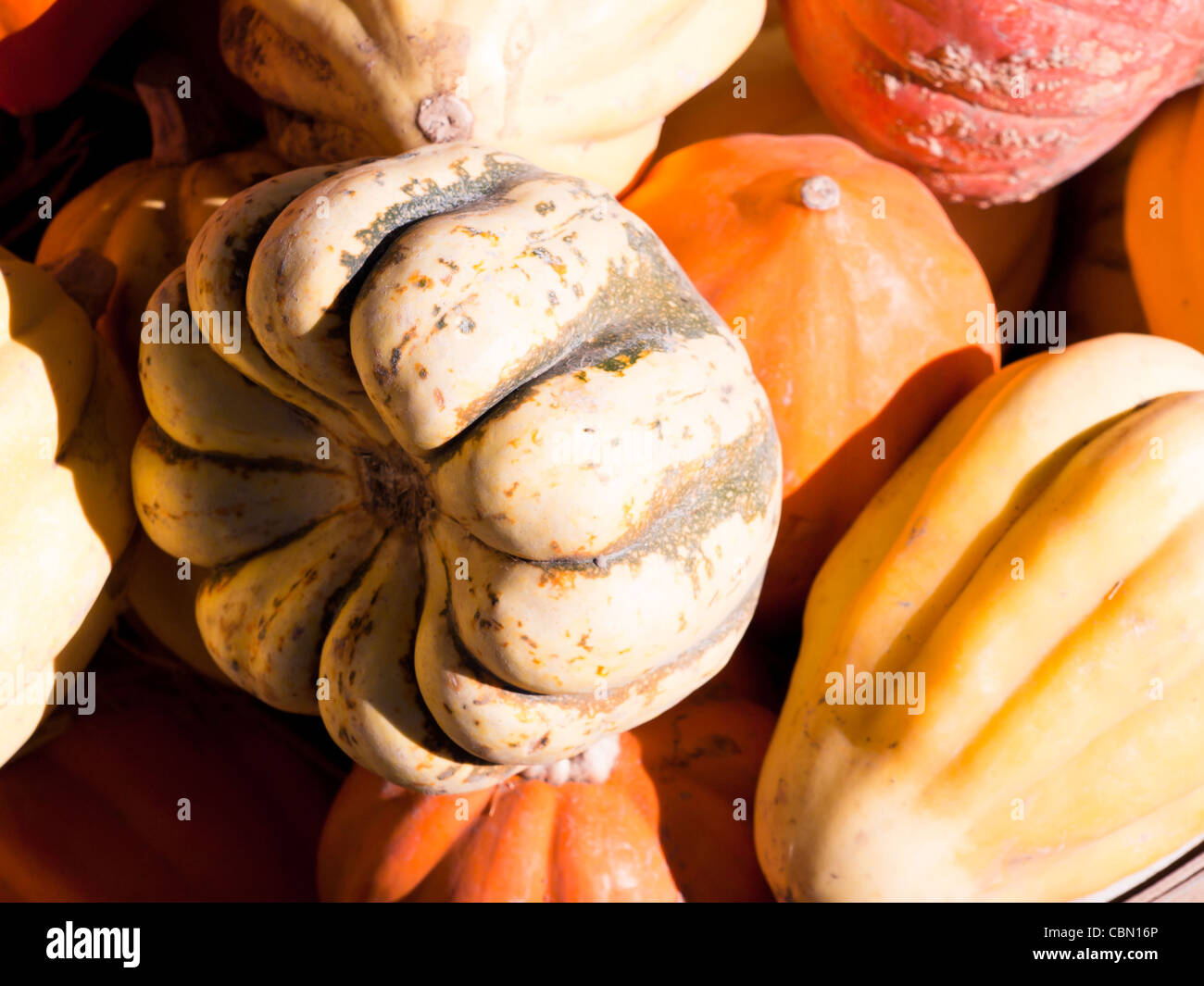 Ripe pumpkins on a sunny day Stock Photo - Alamy