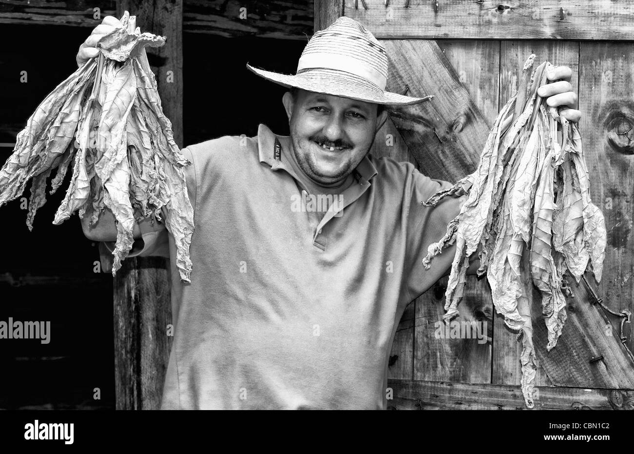 Farmer near barn to dry tobacco in tobacco fields in primative methods in Sierra del Rosario Cuba Stock Photo