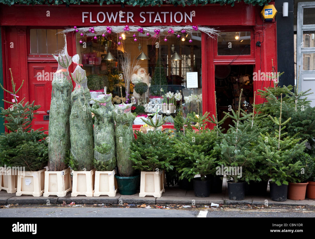 Christmas trees for sale outside florists shop in Islington, London Stock Photo