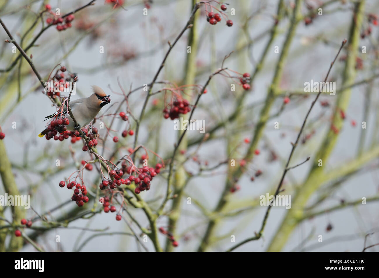 Bohemian waxwing (Bombycilla garrulus) eating berries of Rowan (Sorbus aucuparia - Pyrus aucuparia) in winter Stock Photo
