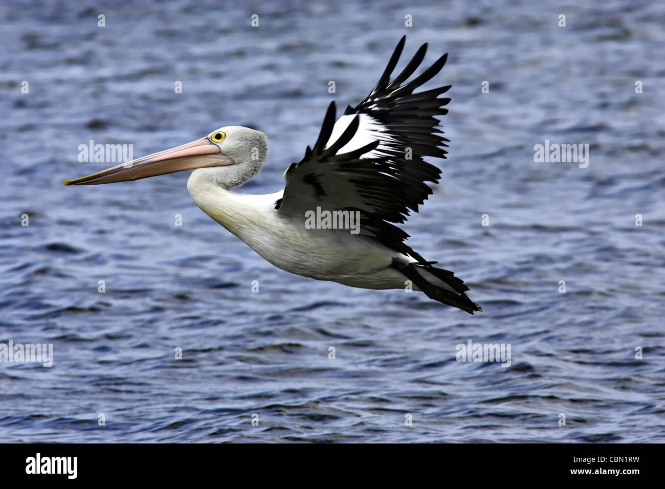 Australian Pelican (Pelecanus conspicillatus) in flight, Western Australia Stock Photo