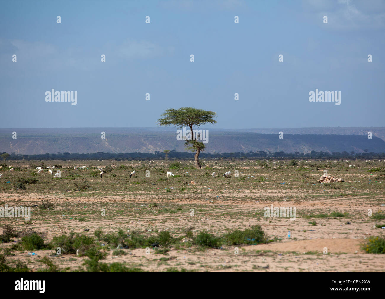 Lonely Tree And Wandering Goats In Arid Landscape Somaliland Stock Photo