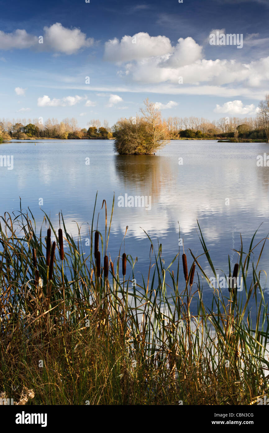 Mallard Lake at the WWT Lower More Farm nature reserve Stock Photo Alamy